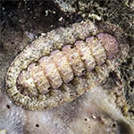 Chiton sp. 27